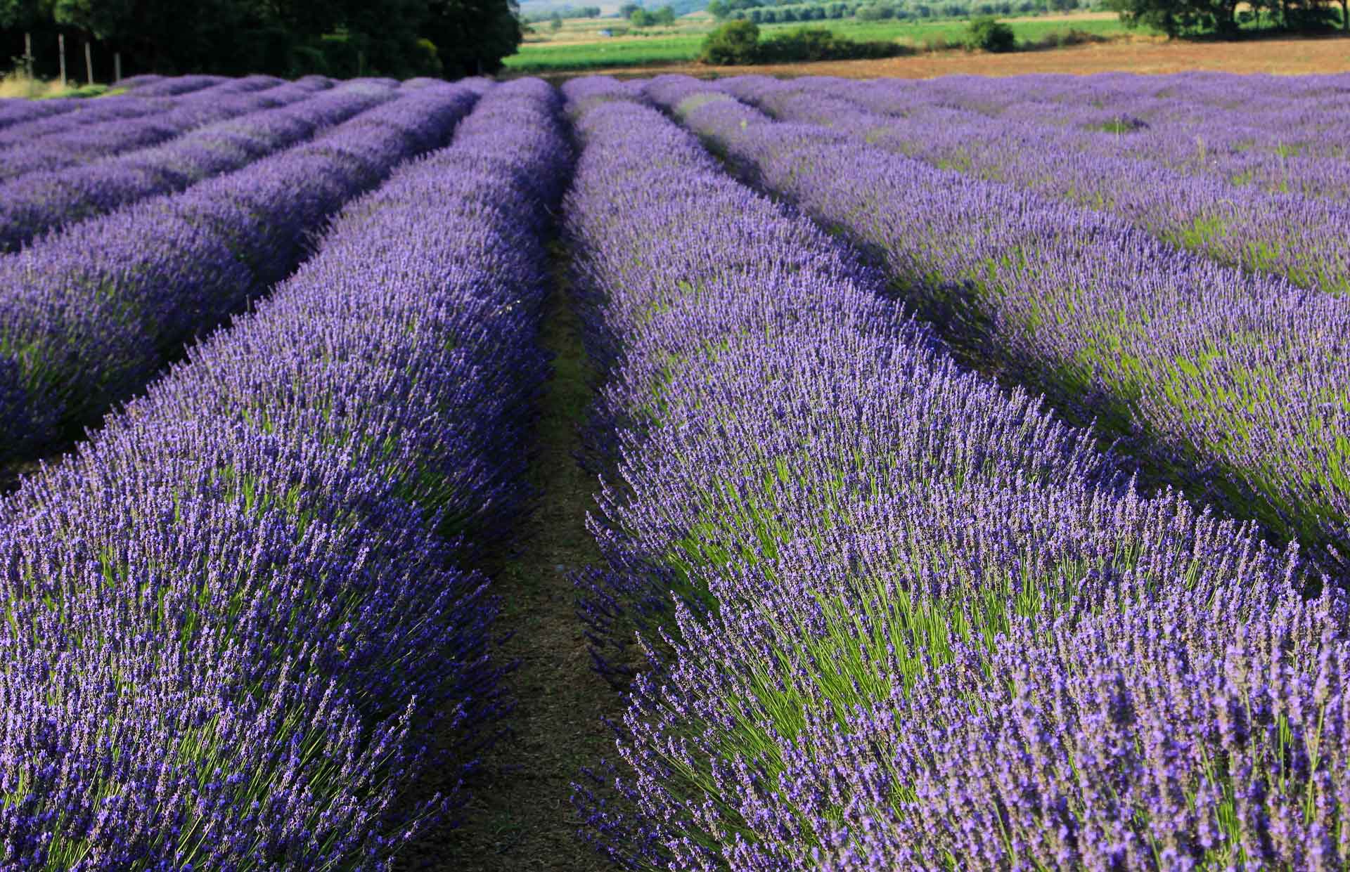Lavanda della Tuscia